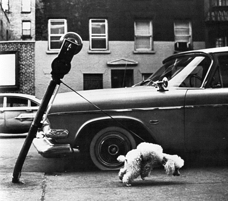Un caniche et un parcm&ecirc;tre