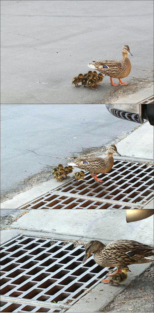 Famille canards