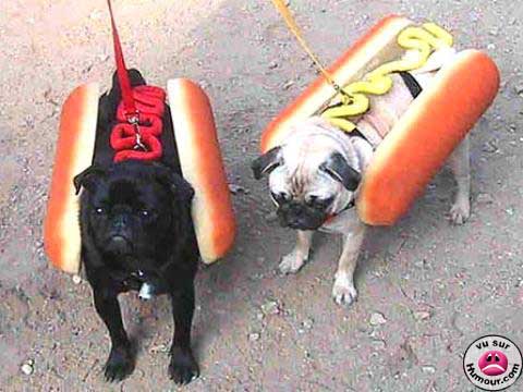Hotdog