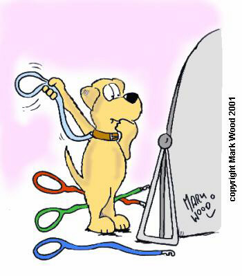 Ind&eacute;cision canine