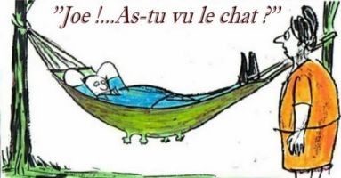 Le chat ?