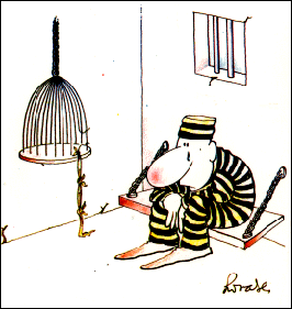 Oiseau echapp&eacute;