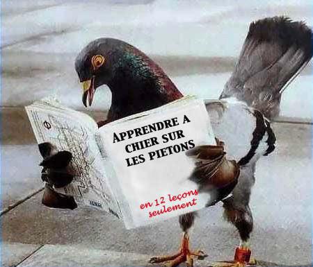 Pigeon apprenant